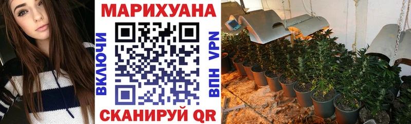 где найти   Данков  Бошки марихуана сатива 